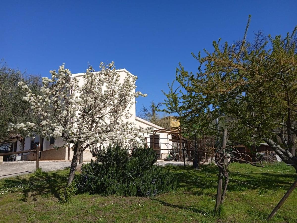 MondavioSotto L'Ulivo住宿加早餐旅馆 外观 照片